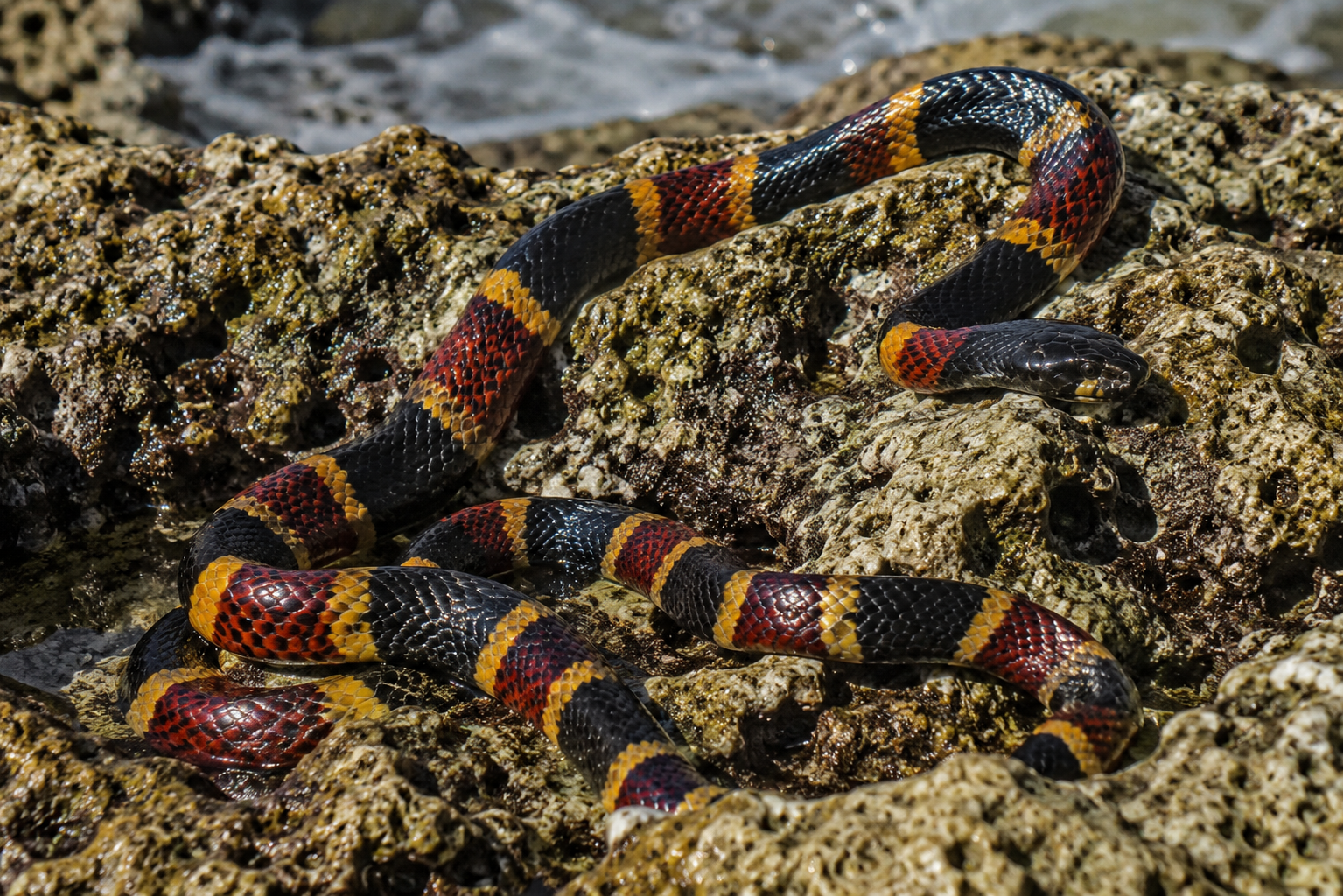 Coastal Taipan-Like Coral Snake