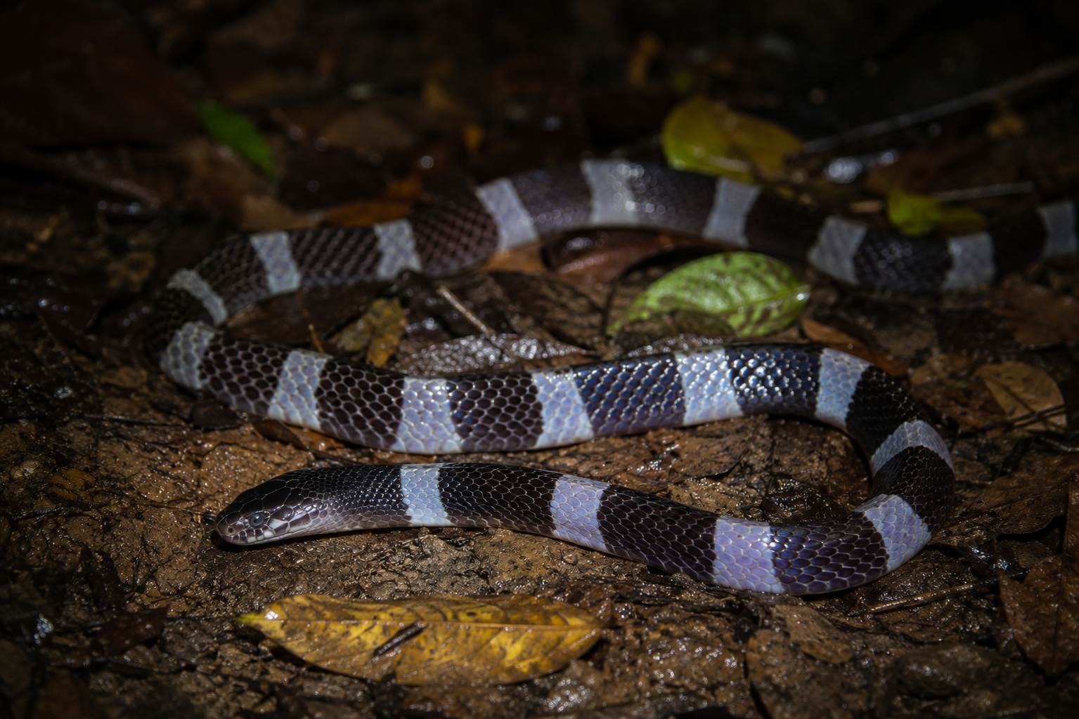 Common Krait