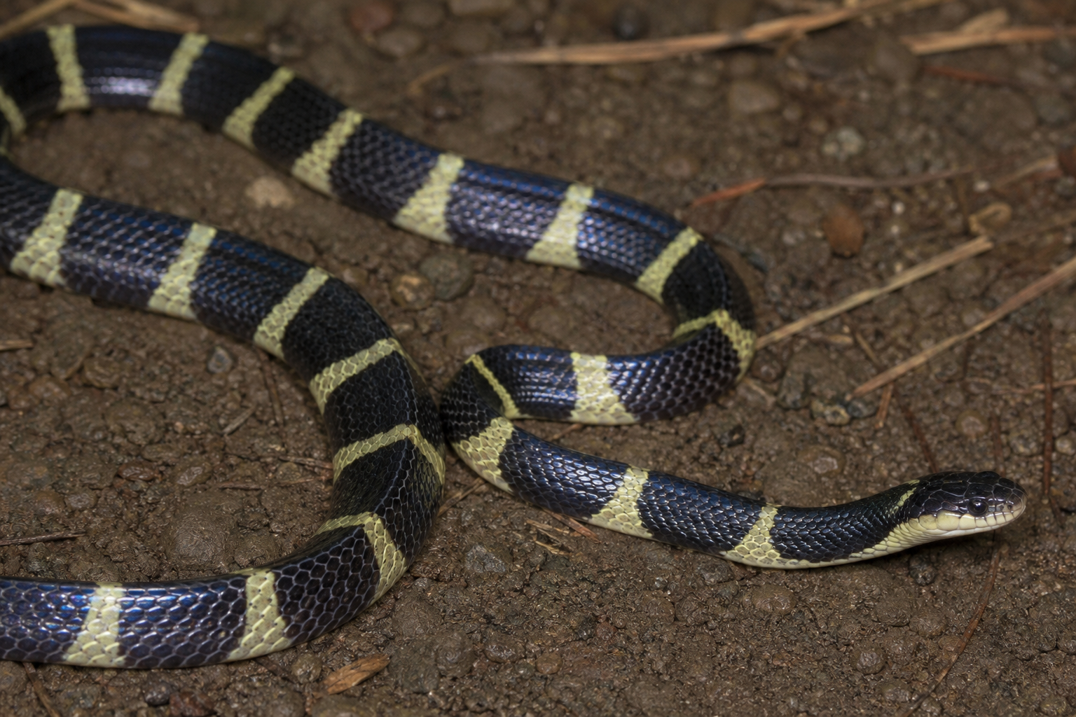 Banded Krait