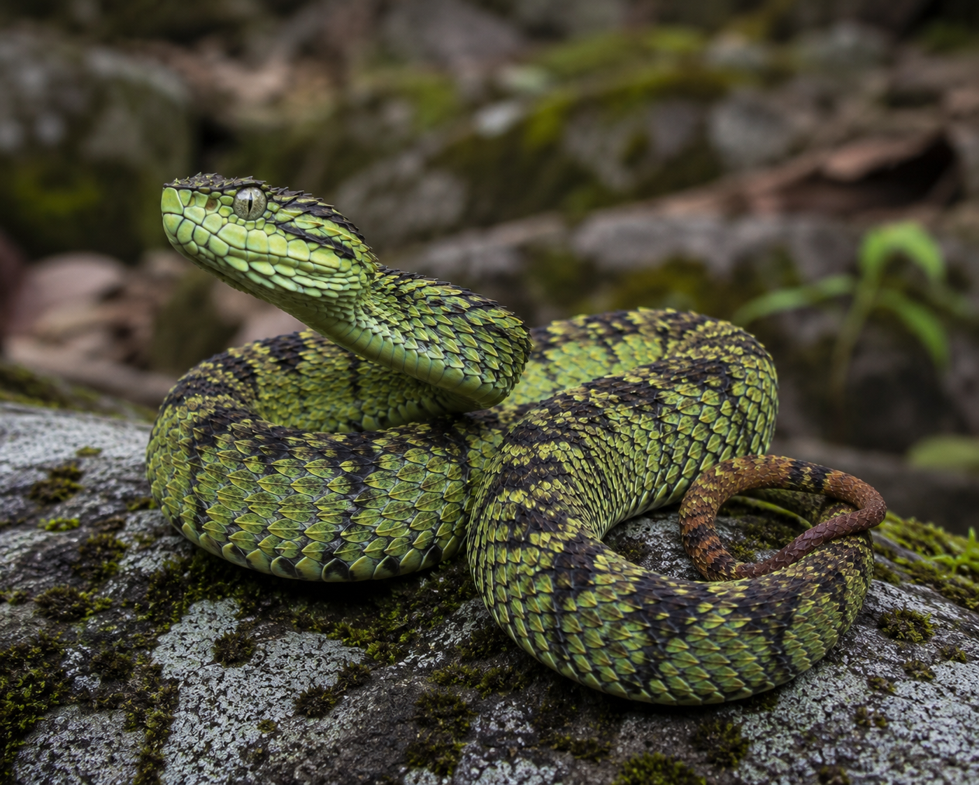Himalayan Pit Viper